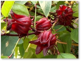 Roselle from the Hibiscus family